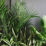 snake plant beside taro and palm plant near gray wall