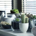 pots, plants, cactus