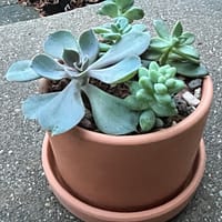 Succulent arrangement in 4 inch terracotta with saucer