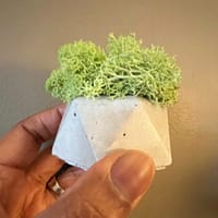 geometric mini moss arrangement in concrete container