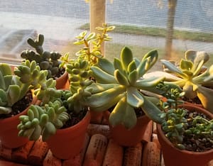indoor succulents
