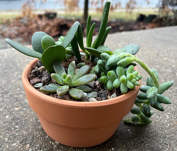 succulent arrangment in 5 inch terracotta pot