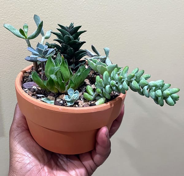 succulent arrangement in 5 inch terracotta pot