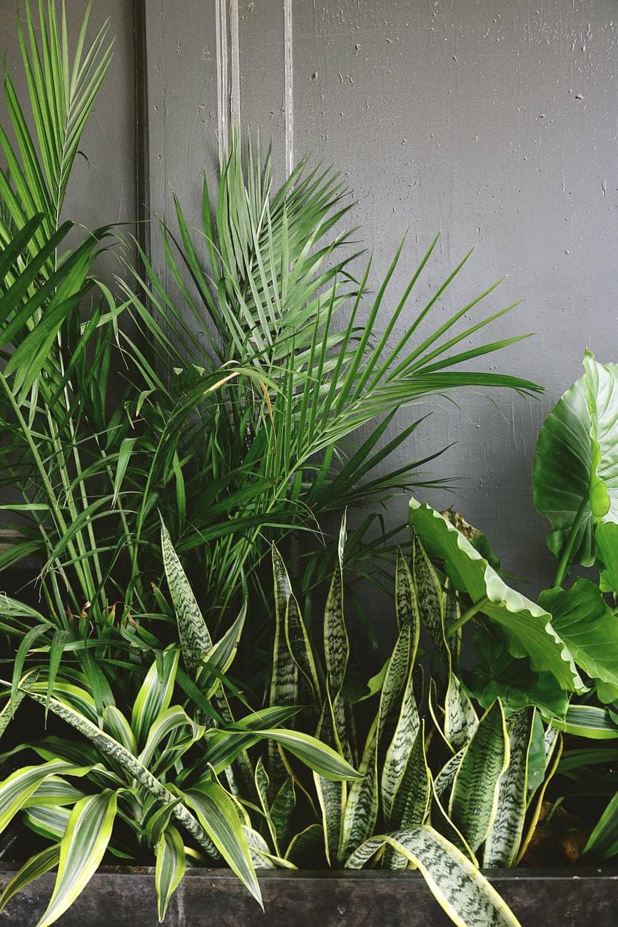 Easy-care Plants: A Short List | La Linda Flor